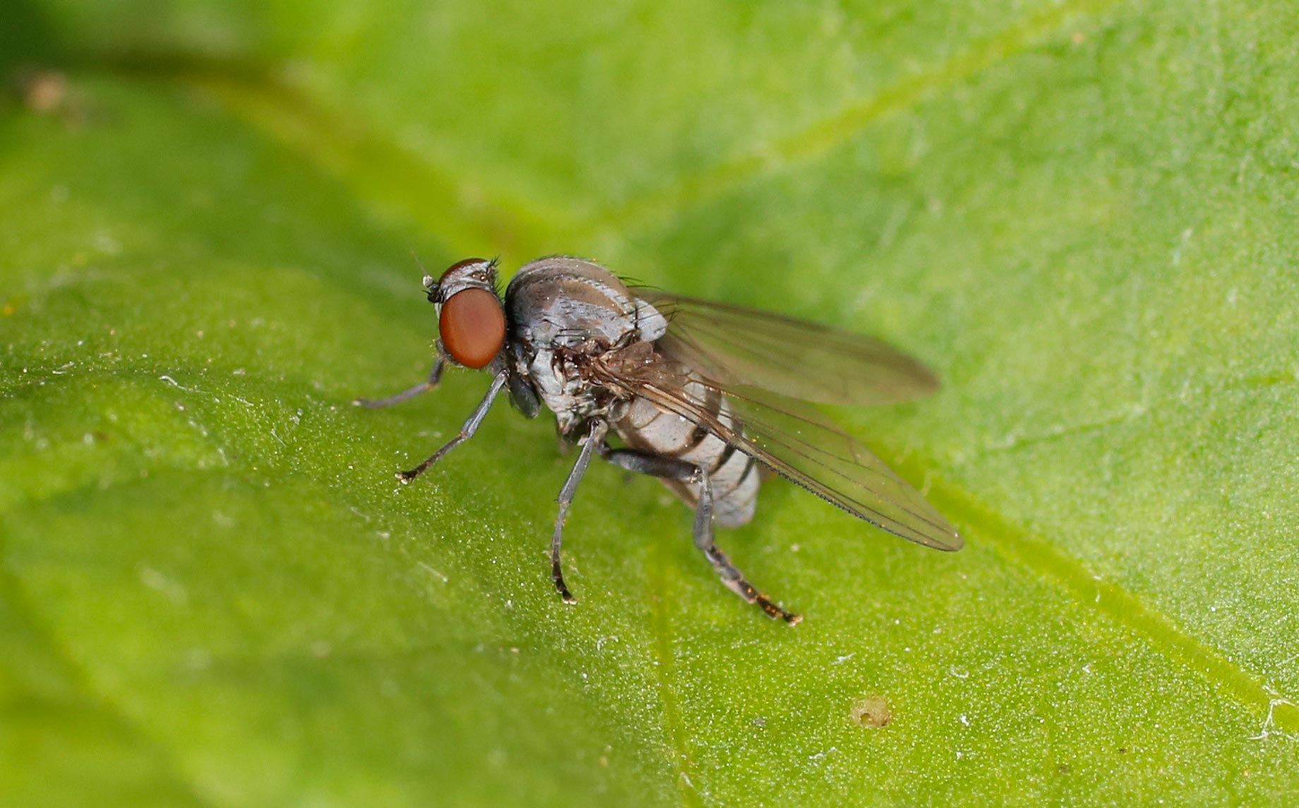 Platyypezidae: Platypeza fasciata, femmina
